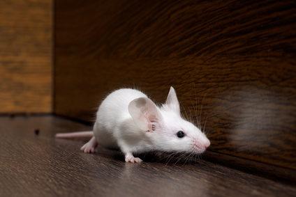 Get Rid Of Mice In Your Home Using Motion Detection Cameras